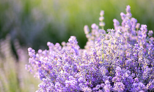 lavender