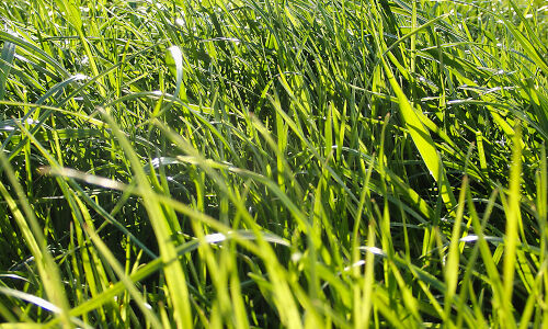 Green Grass